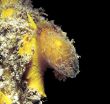 yellowsnail.jpg